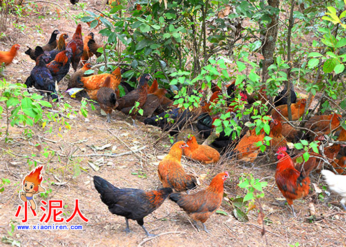 生態雞1.jpg