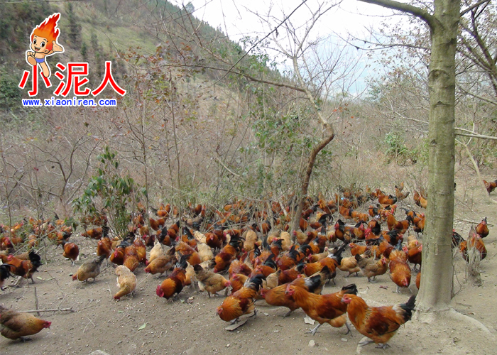 生態雞2.jpg