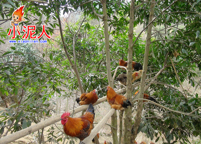 生態雞5.jpg