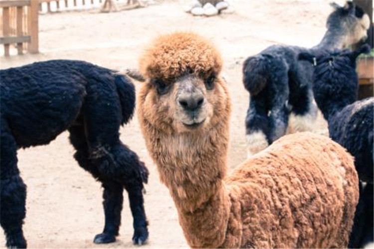 2020年北京野生動物園智能電子導(dǎo)覽、語音講解、手繪地圖上線了4.jpg