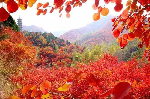 山東濟南紅葉谷景區語音講解、手繪地圖、電子導覽等功能上線啦.jpeg