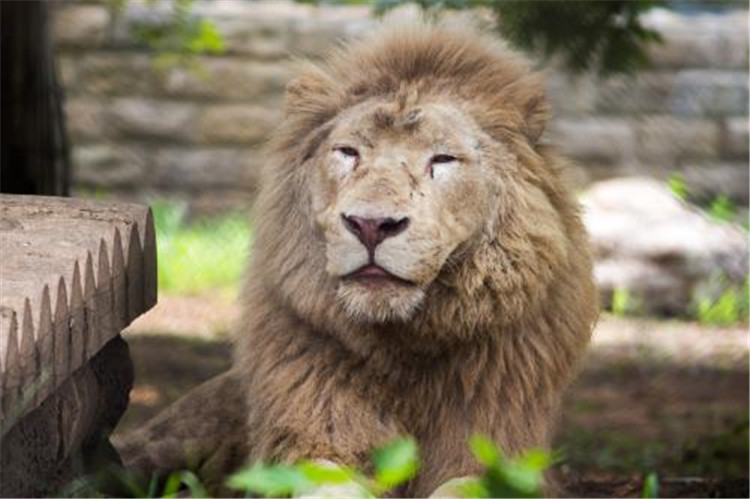 北京野生動物園智能導覽系統上線，游覽路線推薦、多語種語音講解、VR全景等一應俱全3.jpg