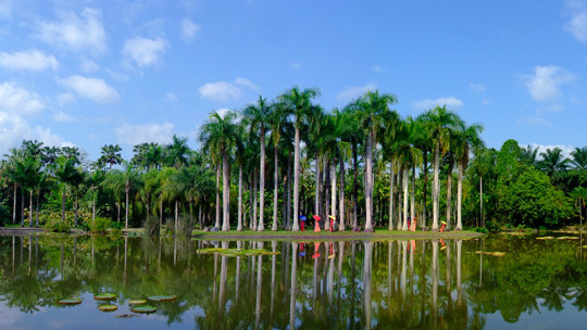 云南中國科學院西雙版納熱帶植物園手繪地圖、語音講解、電子導覽等系統上線.jpg