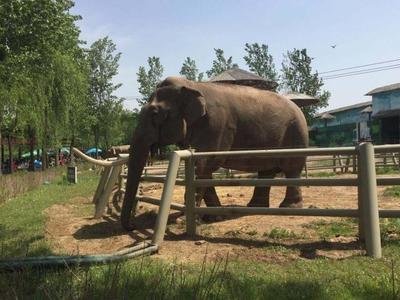 沈陽冰川動物樂園智能導覽系統.jpg