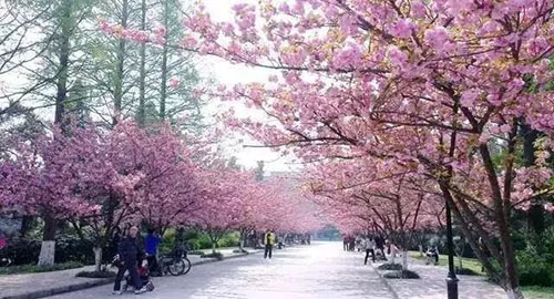 石家莊櫻花公園你知道嗎？跟著智能導(dǎo)覽的講解一起來了解一下吧.jpg