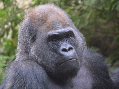 哈尼動(dòng)物園智慧導(dǎo)覽系統(tǒng)升級(jí)，助力景區(qū)加分評(píng)A.jpg