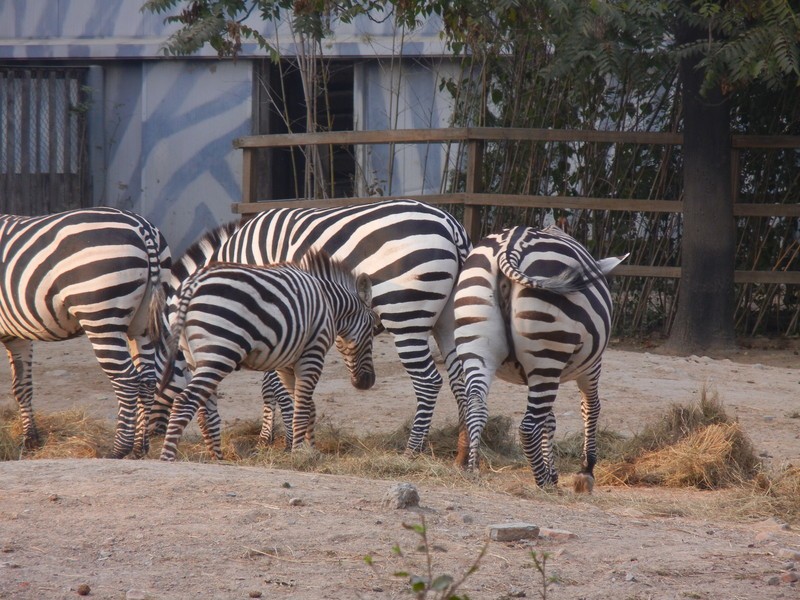 哈尼動(dòng)物園智慧導(dǎo)覽系統(tǒng)升級(jí)，助力景區(qū)加分評(píng)A5.jpg