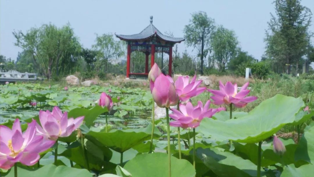 2021年正定隆興別苑公園智能導覽全新功能中秋亮相.jpg