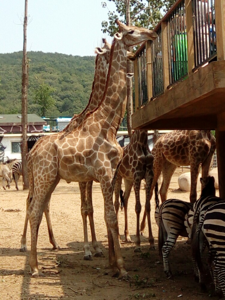 北方森林動物園智慧導覽系統升級，開啟電子導覽功能新體驗，豐富游玩體驗.jpg