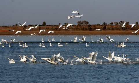 2021年沽源天鵝湖景區(qū)智慧導(dǎo)覽將于年底與大家見面，系統(tǒng)服務(wù)商小泥人.jpeg