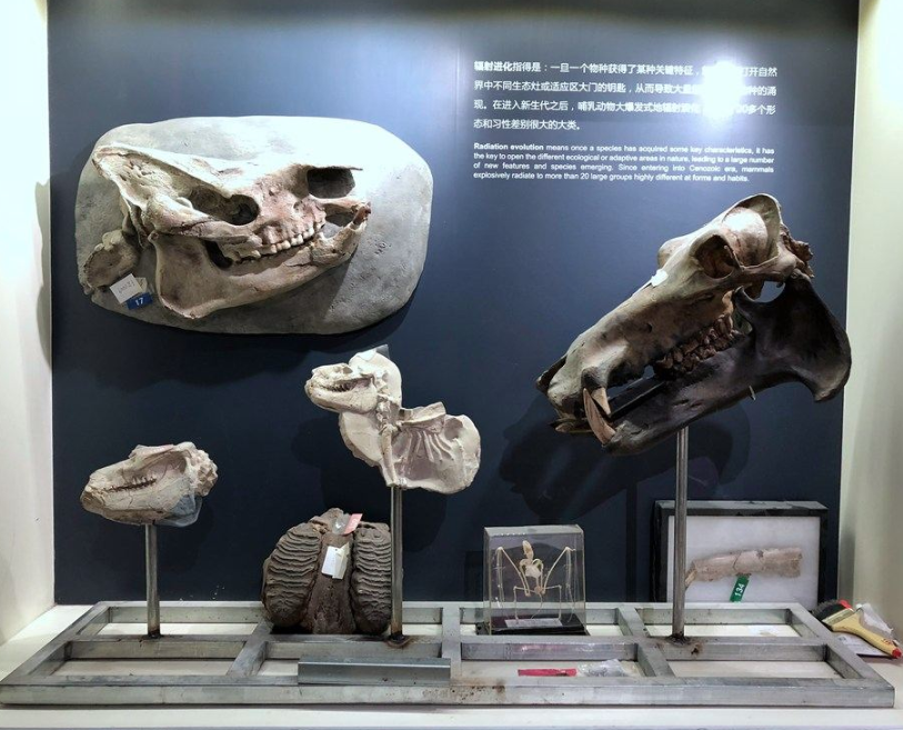 正佳自然科學(xué)博物館4A旅游景區(qū)智能電子導(dǎo)覽功能.png