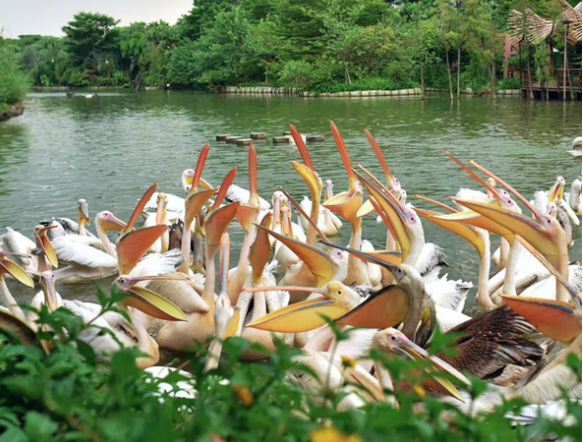 南沙水鳥世界生態(tài)園智能電子導(dǎo)覽功能.png
