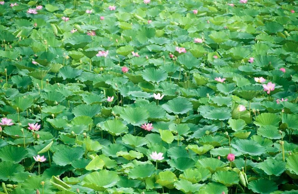 白洋淀手繪全景包含內(nèi)容.jpg