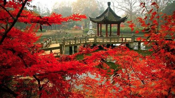 智慧電子導(dǎo)覽帶你游覽南京棲霞山楓葉美景.png