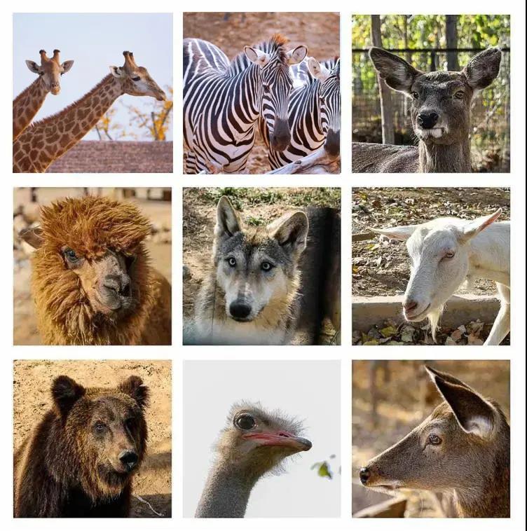 衡水野生動物園智慧電子導(dǎo)覽功能特色.jpg