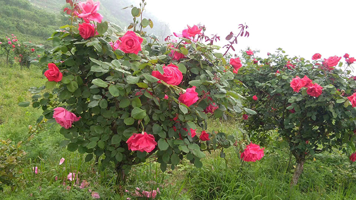 花海知音景區鴻蒙原子化是什么.jpg