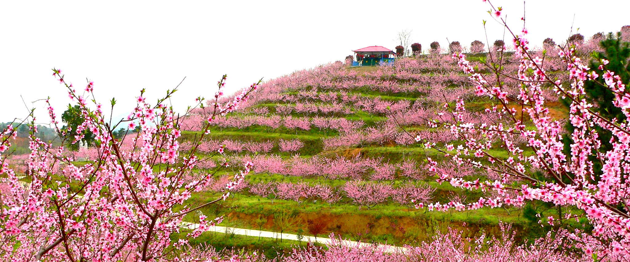 花海知音景區鴻蒙原子化功能.jpg