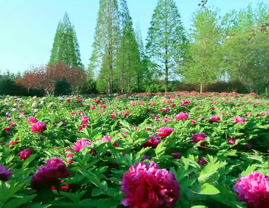植物園票務(wù)系統(tǒng)功能.png