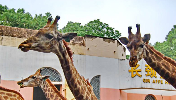 武漢動物園智慧電子導(dǎo)覽.jpeg