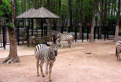 武漢動物園智慧電子導(dǎo)覽服務(wù)商.jpeg