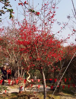 花中神仙海棠香國美譽的安龍海棠公園智慧電子導覽上線.png