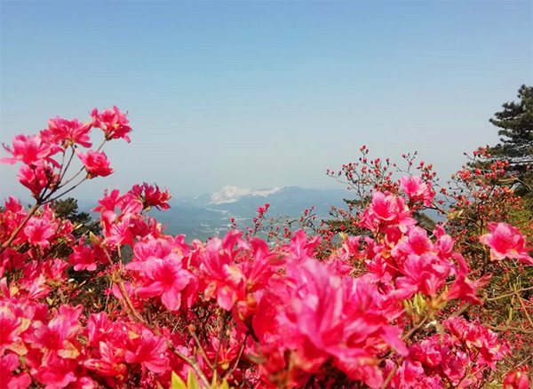 麻城杜鵑花海智慧導覽景區介紹.png