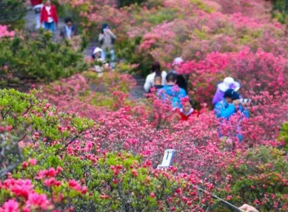 麻城龜峰山景區全景導覽.jpg