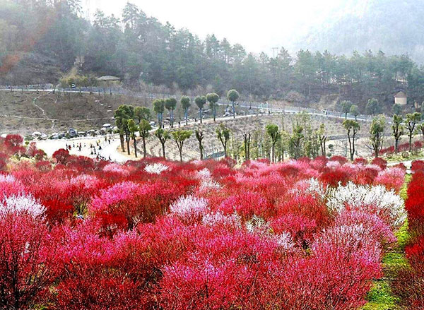 四方山植物園智能導(dǎo)覽系統(tǒng)功能.jpeg
