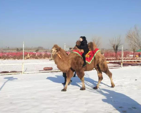 冰雪樂園電子票務系統.png