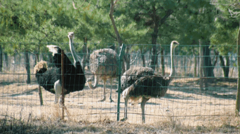 動物園票務系統(tǒng)軟件轉型從現(xiàn)場購票到在線預訂.png