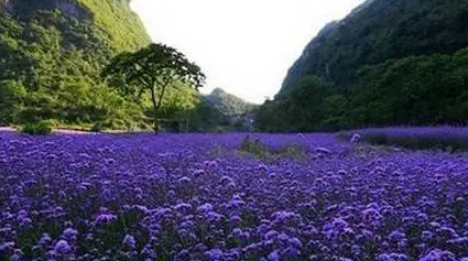 北京朝陽藍調薰衣草莊園票務系統功能.png