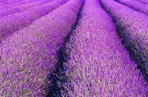 北京朝陽藍調薰衣草莊園票務系統升級.png