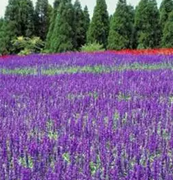 北京朝陽藍調薰衣草莊園票務系統多少錢.png