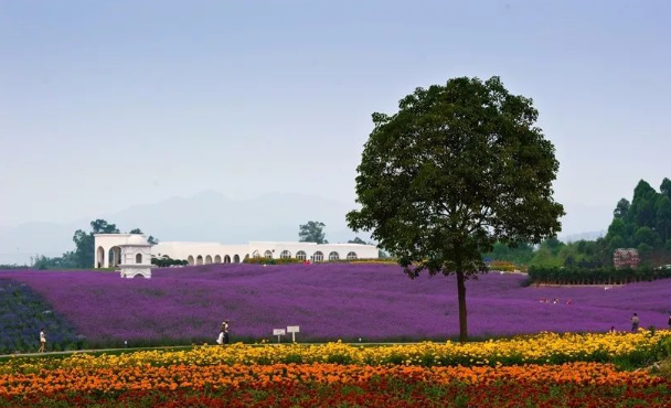 四川成都紫頤香薰山谷景區智慧景區小程序多少錢.png