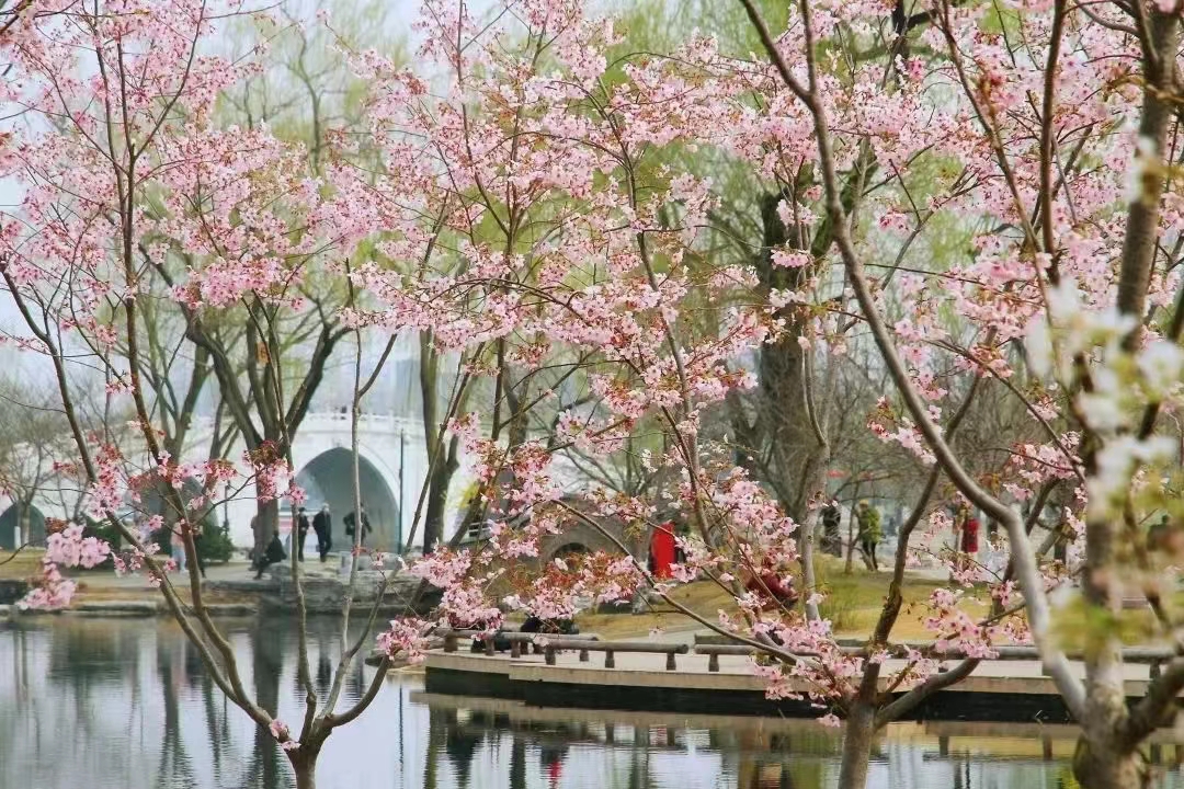 玉淵潭公園櫻花節票務管理系統功能.jpg