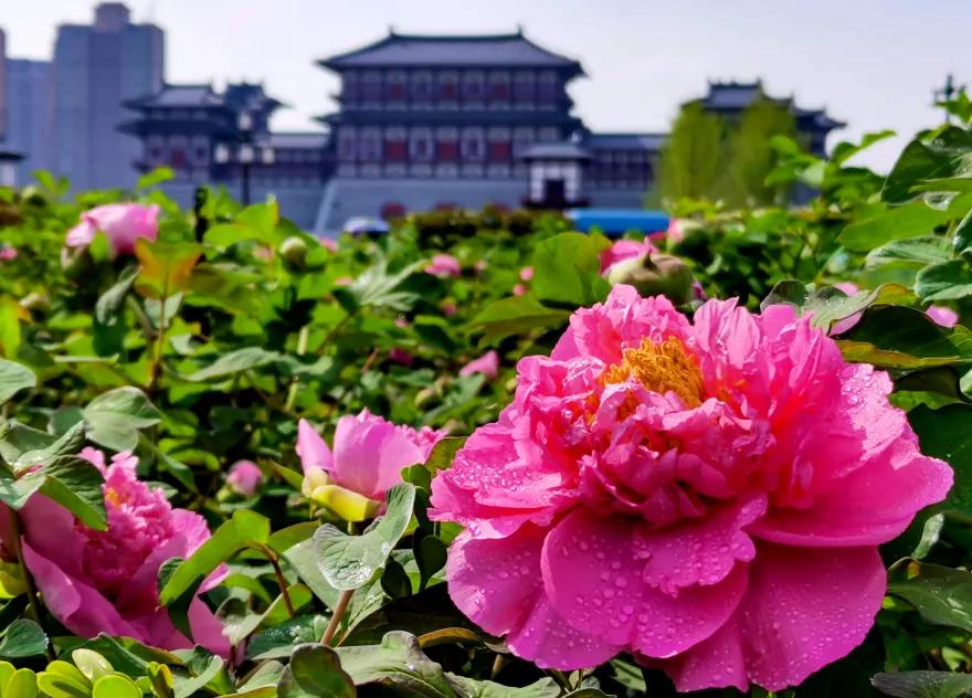 河南洛陽大唐牡丹園多業態管理系統費用多少錢.jpg