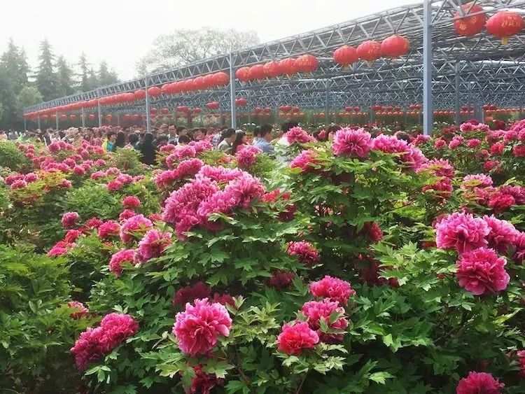 河南洛陽大唐牡丹園多業態管理系統功能1.jpg