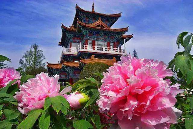 河南洛陽大唐牡丹園多業態管理系統開發公司尋找歷程.jpg