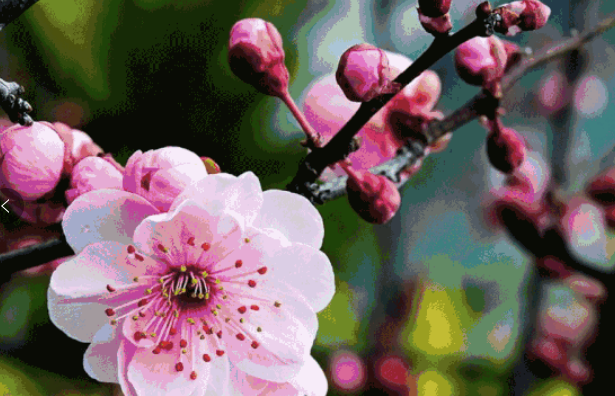 北京大興綠色港灣郁金香花海年卡系統公司.png