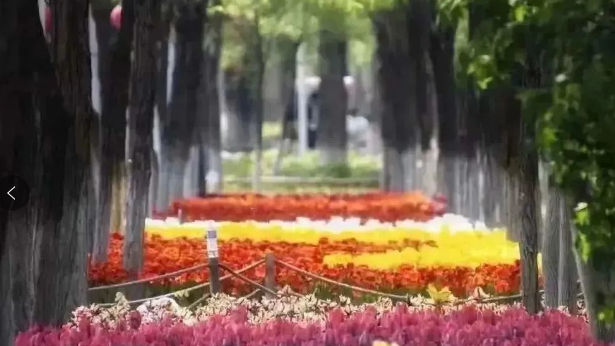 北京大興綠色港灣郁金香花海年卡系統價格.png