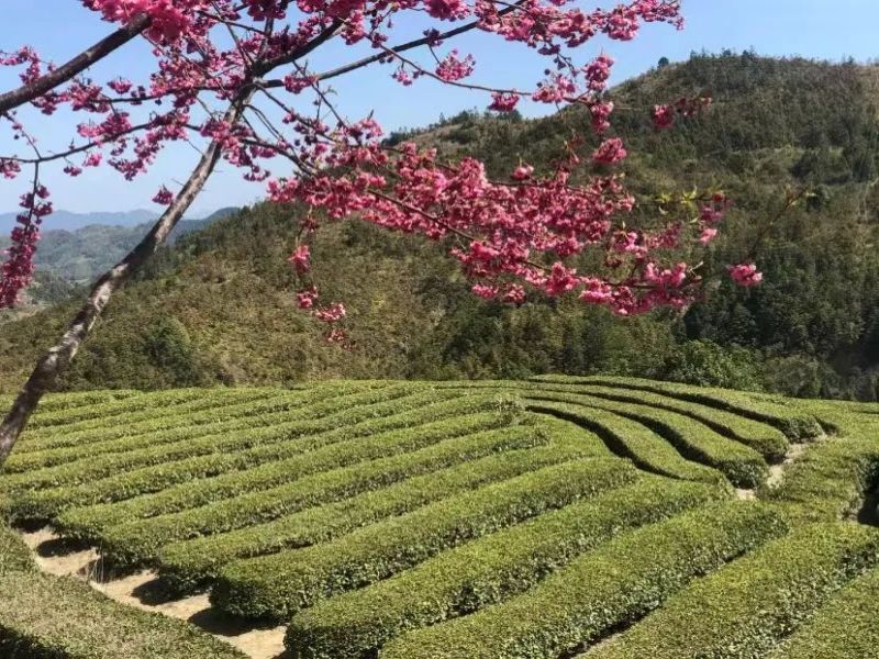 櫻花3.jpg
