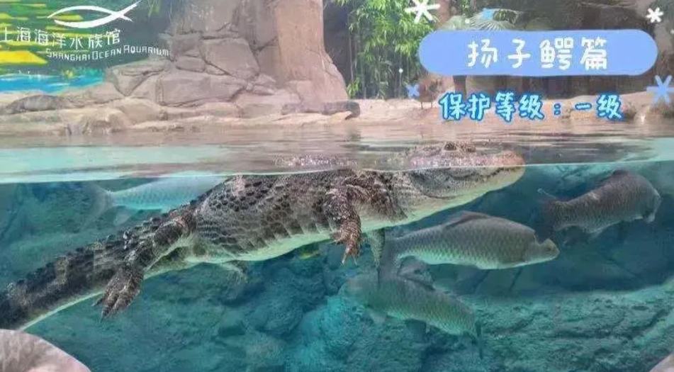 上海海洋水族館搭建小程序的方案.png
