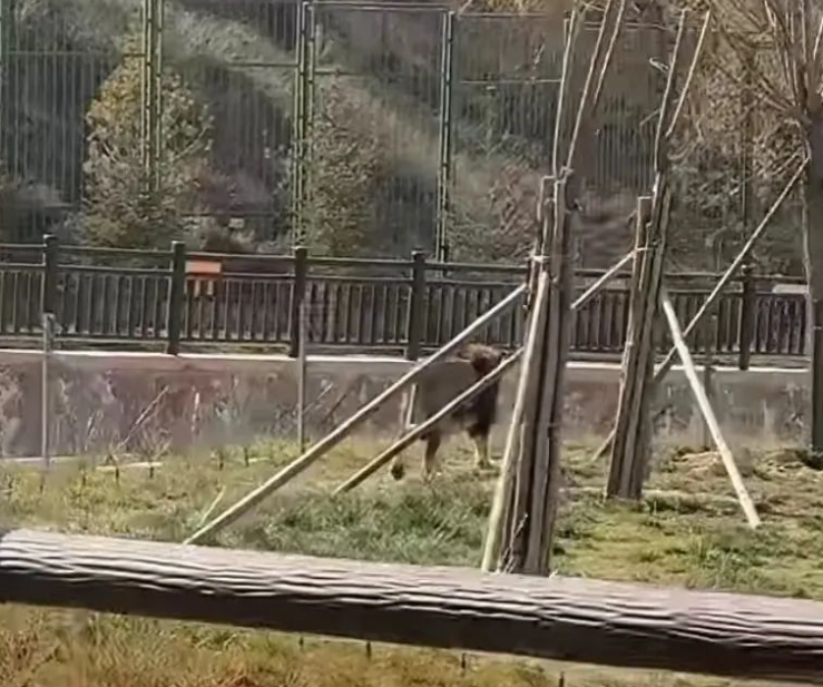 甘肅蘭州野生動物園票務系統及升級閘機的公司.png