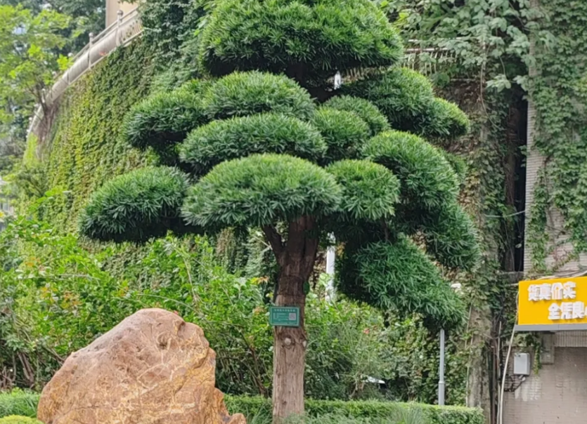 重慶中央公園游船碼頭押金系統方案1.png
