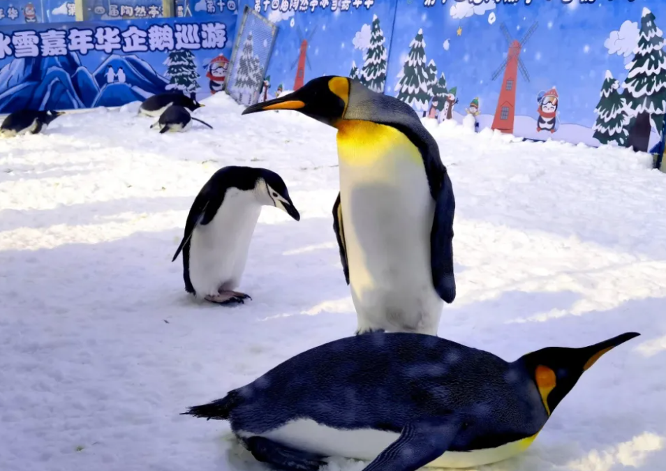 北京陶然亭公園滑雪場押金系統(tǒng)公司.png