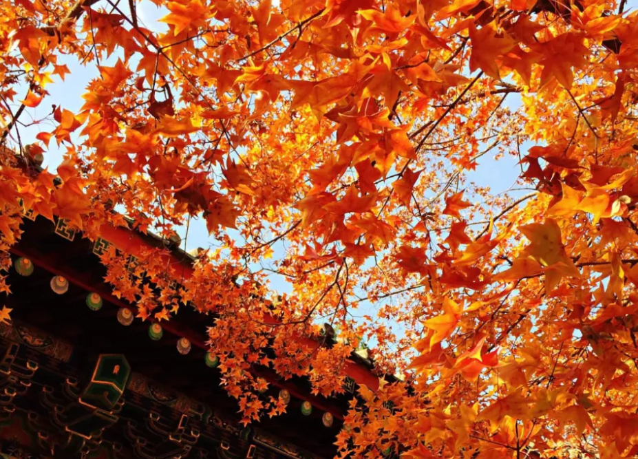 北京香山公園的票務系統價格.png