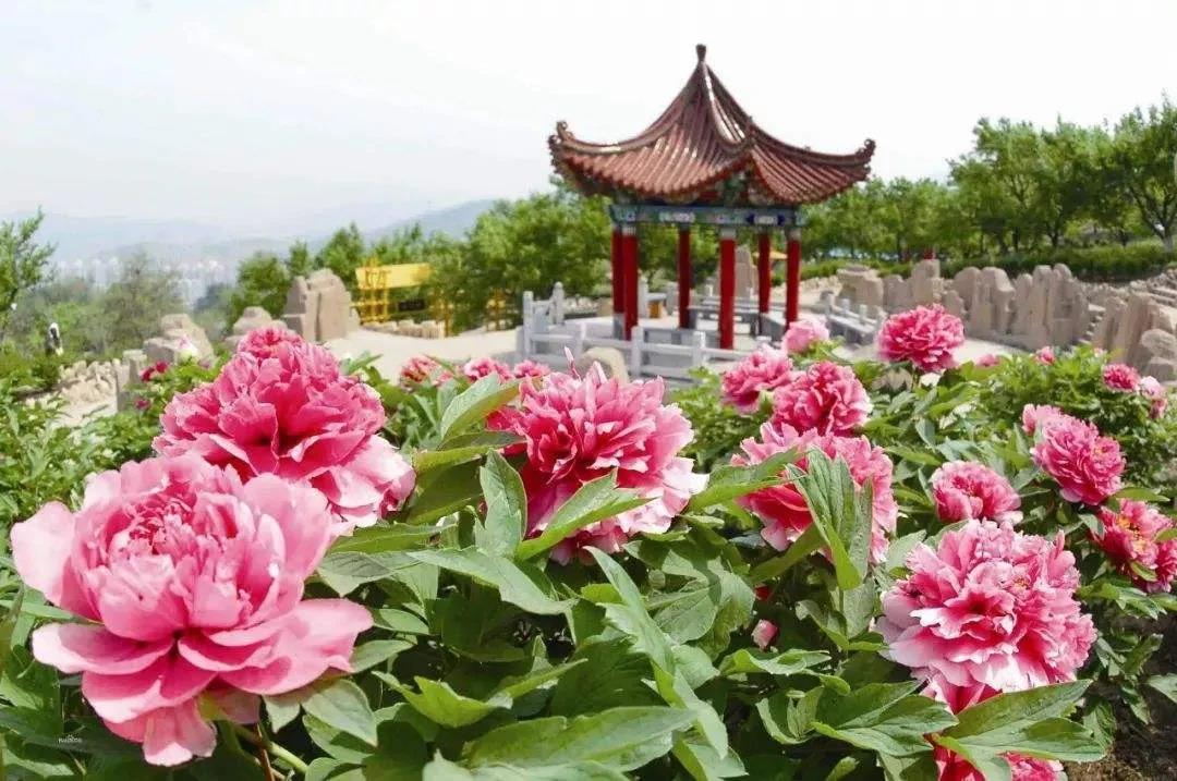 河南洛陽(yáng)神州牡丹園票務(wù)分銷(xiāo)管理系統(tǒng)介紹.jpg