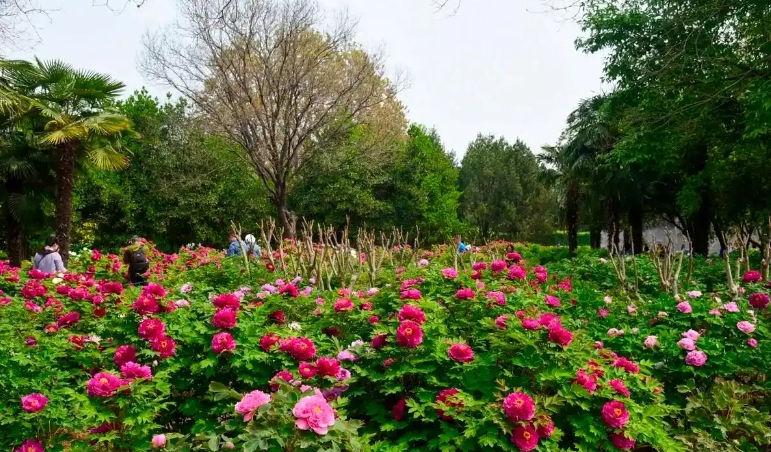 河南洛陽國家牡丹園票務(wù)OTA對接管理系統(tǒng)哪家公司開發(fā).png