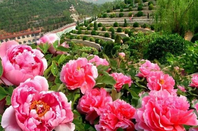 河南洛陽國家牡丹園票務(wù)OTA對接管理系統(tǒng)哪家公司開發(fā)11.png