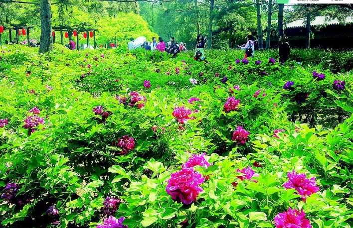 山西太原?晉祠牡丹園景區電子票自動分賬管理系統哪家公司強.png